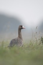 Looking round... White-fronted goose (Anser albifrons), wintering wild goose in the tall grass of a