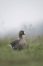 White-fronted goose (Anser albifrons), Arctic wild goose in the tall grass of a meadow, Nordic