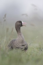White-fronted goose (Anser albifrons), adult wild goose, rests, sits in a high meadow, calls,