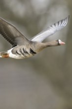 Grey winter time... White-fronted goose (Anser albifrons) on the Lower Rhine, wintering in Germany,