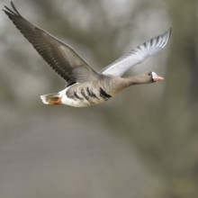 Grey winter time... White-fronted goose (Anser albifrons) on the Lower Rhine, wintering in Germany,