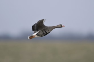 Soft colours... White-fronted goose (Anser albifrons), northern wild goose in flight, in the most