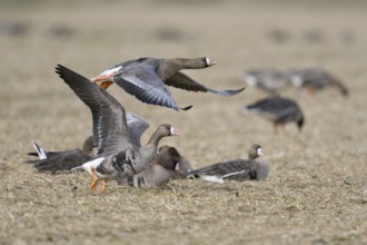 With a run-up... White-fronted geese (Anser albifrons), northern wild geese, wintering on the Lower
