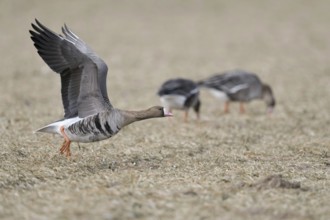 With a run-up... White-fronted goose (Anser albifrons), northern wild goose, wintering on the Lower