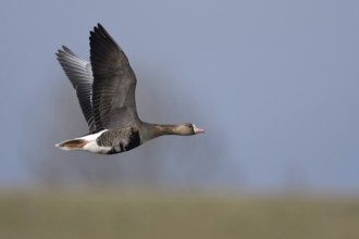 In flight... White-fronted Goose (Anser albifrons), arctic wild goose flies over meadows and dikes