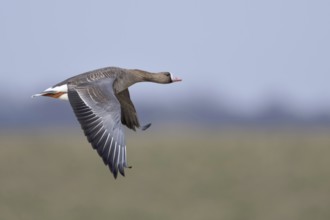 In the air... White-fronted goose (Anser albifrons), wild goose in flight over meadows and dykes in