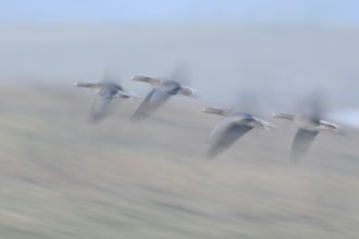 Fugitive... White-fronted geese (Anser albifrons), arctic wild geese in fast flight on the Lower