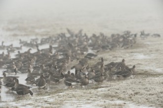 The great awakening... White-fronted geese (Anser albifrons), wild geese at the edge of their