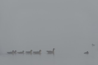 Dreariness... White-fronted geese (Anser albifrons), wild geese on a foggy day in winter, cloudy
