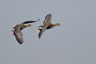 White-fronted geese (Anser albifrons), two wild geese, presumably a pair, pair in flight, Lower