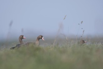 On the meadows and fields of the Lower Rhine... White-fronted geese (Anser albifrons), wild geese,