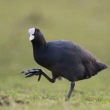Show me your feet... Eurasian Coot (Fulica atra), coot runs over land, has to lift its large,