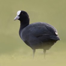 Eurasian Coot (Fulica atra) also called coot, typical and unmistakable is the white pallor, a horn