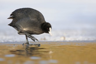 Temperature check... Eurasian Coot (Fulica atra), coot in winter, standing at an ice edge,