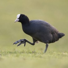 On the move on big feet... Coot (Fulica atra) walking across a meadow, low, natural-looking