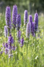 Southern marsh orchid (Dactylorhiza maculata), Emsland, Lower Saxony, Germany