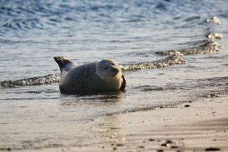 Harbour seal (Phoca vitulina) lying on the beach, Wildlife, Insel Düne, Helgoland,