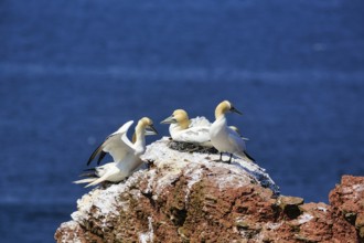Northern gannet (Morus bassanus) on bird cliffs, steep coast, Heligoland Island,