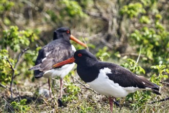 Two oystercatchers (Haematopus ostralegus), mating behaviour, Insel Düne, Heligoland,
