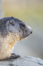 Alpine marmot (Marmota marmota) in autumn, Grossglockner, High Tauern National Park, Austria