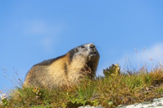 Alpine marmot (Marmota marmota) in autumn, Grossglockner, High Tauern National Park, Austria
