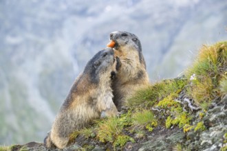 Alpine marmot (Marmota marmota) in autumn, Grossglockner, High Tauern National Park, Austria