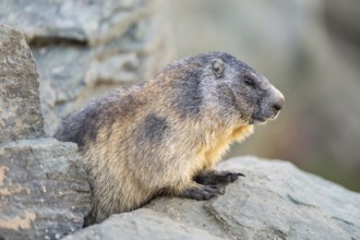 Alpine marmot (Marmota marmota) in autumn, Grossglockner, High Tauern National Park, Austria