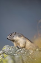 Alpine marmot (Marmota marmota) in autumn, Grossglockner, High Tauern National Park, Austria