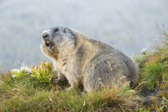 Alpine marmot (Marmota marmota) in autumn, Grossglockner, High Tauern National Park, Austria