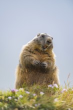 Alpine marmot (Marmota marmota) in autumn, Grossglockner, High Tauern National Park, Austria