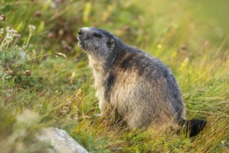 Alpine marmot (Marmota marmota) in autumn, Grossglockner, High Tauern National Park, Austria