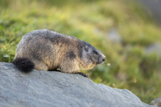 Alpine marmot (Marmota marmota) in autumn, Grossglockner, High Tauern National Park, Austria