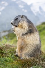 Alpine marmot (Marmota marmota) in autumn, Grossglockner, High Tauern National Park, Austria