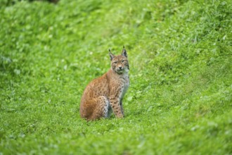Eurasian lynx (Lynx lynx) youngster on a meadow, Bavaria, Germany