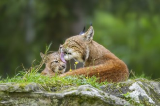 Eurasian lynx (Lynx lynx) mother with her youngster, Austria
