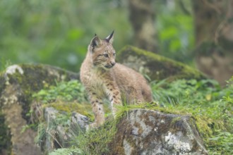 Eurasian lynx (Lynx lynx) youngster on a rock, Bavaria, Germany