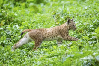 Eurasian lynx (Lynx lynx) youngster on a meadow, Bavaria, Germany