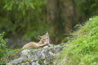 Eurasian lynx (Lynx lynx) youngster on a rock, Bavaria, Germany