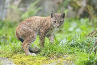 Eurasian lynx (Lynx lynx) youngster on a meadow, Bavaria, Germany