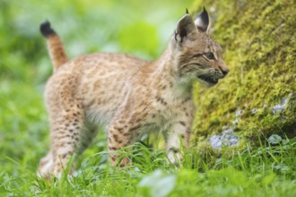 Eurasian lynx (Lynx lynx) youngster on a meadow, Bavaria, Germany