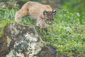 Eurasian lynx (Lynx lynx) youngster on a rock, Bavaria, Germany