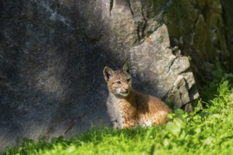 Eurasian lynx (Lynx lynx) youngster on a meadow, Bavaria, Germany