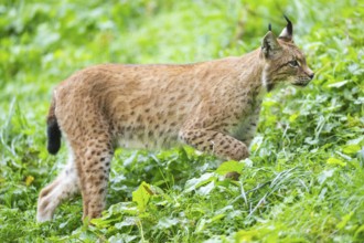 Eurasian lynx (Lynx lynx) on a meadow, Austria