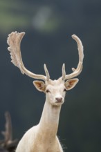 European fallow deer (Dama dama) stag, portrait, tirol, Kitzbühel, Wildpark Aurach, Austria