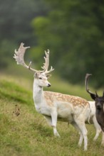 European fallow deer (Dama dama) stags on a meadow, tirol, Kitzbühel, Wildpark Aurach, Austria