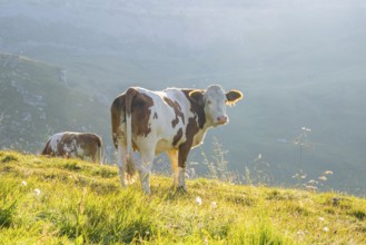 Cattle (Bos taurus) at sunrise in the Mountains at Hochalpenstraße, Pinzgau, Salzburg, Austria