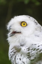 Snowy owl (Bubo scandiacus), portrait, Bavaria, Germany