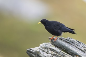 Yellow-billed chough (Pyrrhocorax graculus) in the mountains at Hochalpenstraße, Pinzgau, Salzburg,