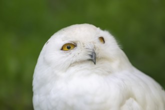 Snowy owl (Bubo scandiacus), portrait, Bavaria, Germany