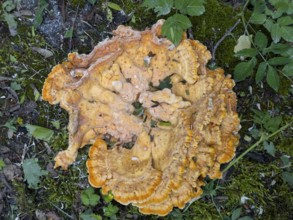 Tree sponge (Fomitopsidaceae)